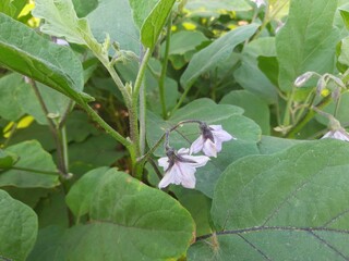 This is  eggplant flowers. Brinjal is a famous vegetable. Its other name  eggplant, aubergine. Brinjal  is a plant species in the nightshade family.