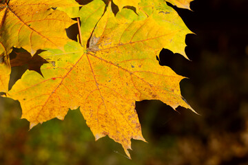 Yellow maple leaves close up. Wildlife background. Horizontal, cropped image, free space.