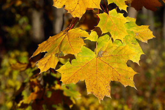 Yellow maple leaves close up. Wildlife background. Horizontal, cropped image, free space.