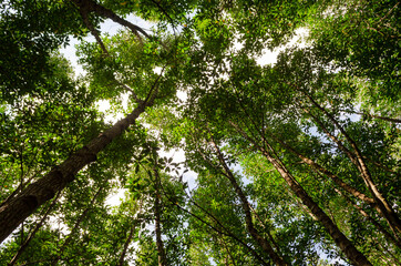green nature landscape of mangrove forest