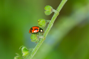 A Ladybird climbing up on a plant.