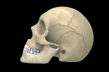 3d illustration Human Skull
