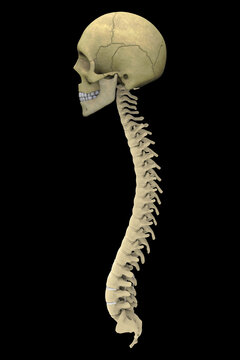 3d illustration Human Skull with spinal cord
