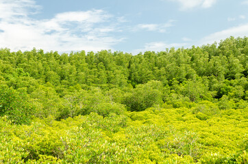 beautiful golden mangrove or ceriops decandra forest in Thailand