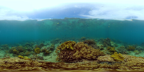 Naklejka na ściany i meble Underwater tropical colourful soft-hard corals seascape. Underwater fish reef marine. Philippines. 360 panorama VR