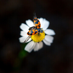 A Ladybird Beetle taking off over the flower 