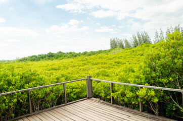Fototapeta premium beautiful golden mangrove or ceriops decandra forest in Thailand