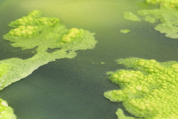 The lichen area where the water is regularly wet.