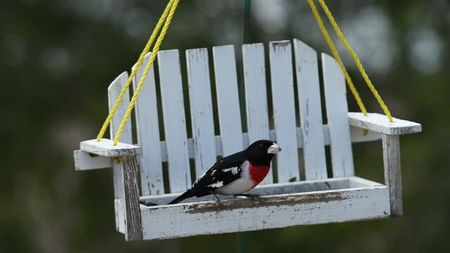 bird on the feeder landscape