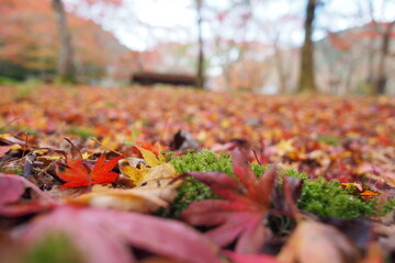 紅葉