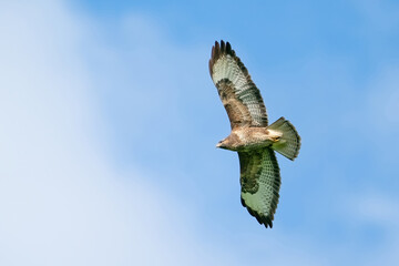One buzzard bird, bird of pray, buteo buteo, in flight against a blue sky and white clouds