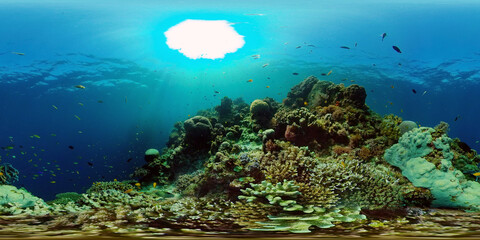 Fototapeta na wymiar Underwater fish garden reef. Reef coral scene. Coral garden seascape. Philippines. 360 panorama VR