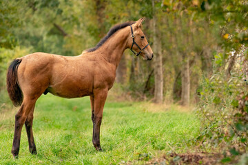 Portrait of buckskin foal, the horse with halter stands in the forest. Autumn sun