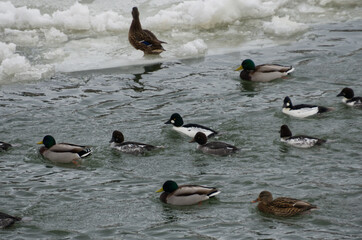 Goldeneye and Mallard Ducks Swimming Together