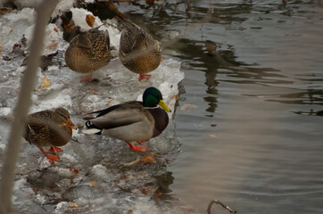 A Group of Mallard Ducks on Ice