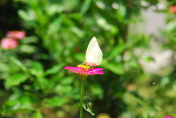 beautiful butterflies perch on flowers that are in bloom