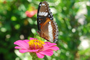 beautiful butterflies perch on flowers that are in bloom