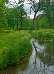 Fototapeta na wymiar 490-58 Willoway Brook in Summer