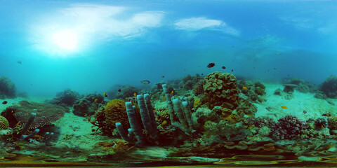 Fototapeta na wymiar Marine life sea world. Underwater fish reef marine. Tropical colourful underwater seascape. Philippines. Virtual Reality 360.
