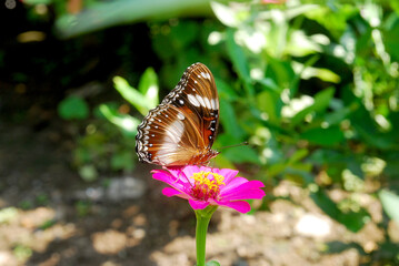 beautiful butterflies perch on flowers that are in bloom