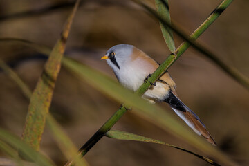 Bartmeise (Panurus biarmicus) Männchen