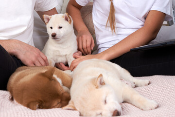 Three Shiba inu puppies sleep in their owners ' arms on a bed
