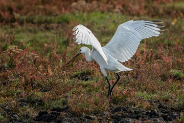 Löffler (Platalea leucorodia)