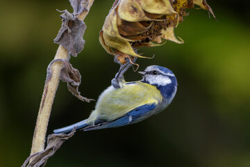 Blaumeise (Cyanistes caeruleus)