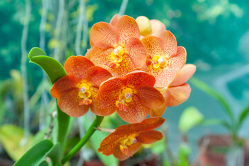 Closeup of Rust Colored Vanda Orchid in Flower