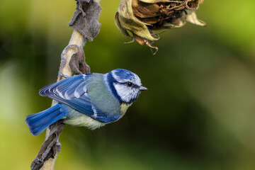 Blaumeise (Cyanistes caeruleus)