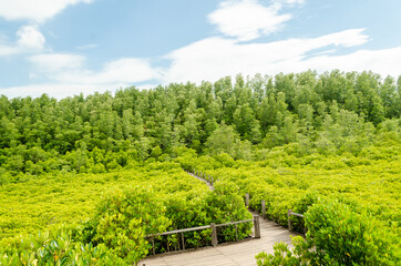 beautiful golden mangrove or ceriops decandra forest in Thailand