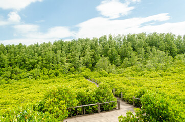 Fototapeta na wymiar beautiful golden mangrove or ceriops decandra forest in Thailand