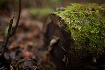 moss on a recumbent tree