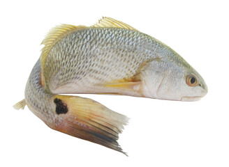 Red drum fish or redfish isolated on white background, Sciaenops ocellatus