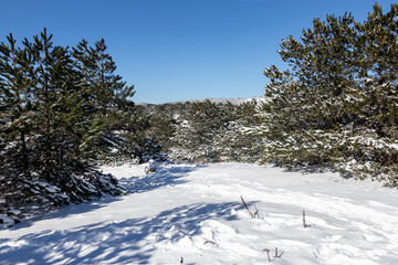 Fototapeta na wymiar Snow and pine forest on Spil mountain.