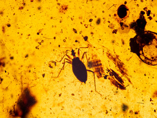 P1010016 Fossil insect (true bug) in 99 million year old Burmese amber cECP 2020