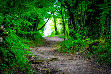Obraz premium Walkway Lane Path With Green Trees in Forest. Beautiful Alley, road In Park. Way Through Summer Forest