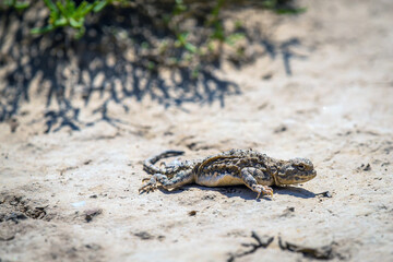 Phrynocephalus helioscopus agama close portrait of in nature