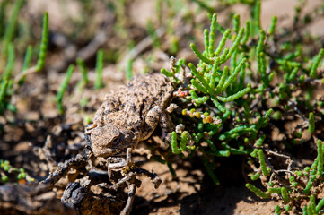 Phrynocephalus helioscopus agama close portrait of in nature