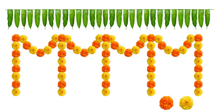 Indian flower garland of mango leaves and marigold flowers. Ugadi diwali ganesha festival poojas weddings functions holiday ornate decoration. Isolated on white background natural mango leaf garland