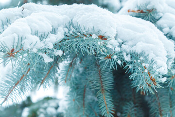 A big blue spruce branch under a thick layer of fluffy white snow.