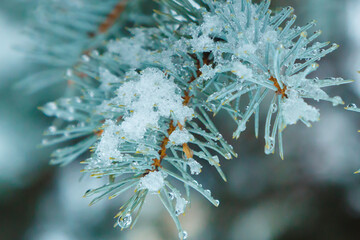 Blue spruce needles all covered by water drops and big ice cristals.