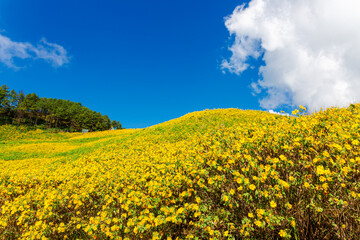 Obraz premium Beautiful Mexican Sunflower Yellow with Blue Sky at Mae hong son Thailand 