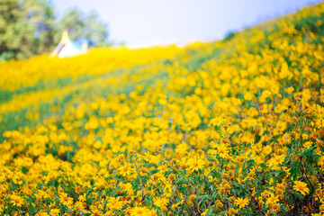 Beautiful Mexican Sunflower Yellow with Blue Sky at Mae hong son Thailand 
