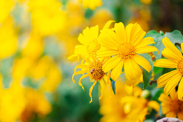 Beautiful Mexican Sunflower Yellow at Mae hong son Thailand 