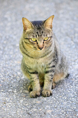Portrait Of A Cat Looking Away, cat with tiger-like stripes.