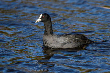 Bläßhuhn (Fulica atra)