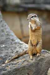 Cape ground squirrel (Xerus inauris) standing on stone and watching surroundings