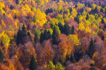 Scenic landscape with trees in mountain forest in autumn