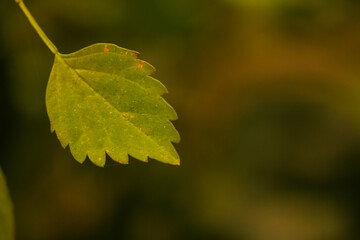 macro shot of a small yellow leaves on a tree